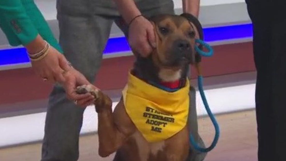 Adopt-A-Pet: Meet Hercules